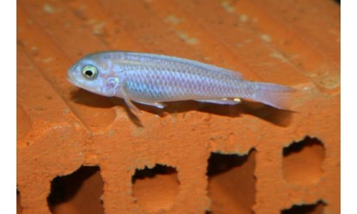 Melanochromis maingano white